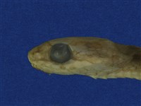 大頭蛇藏品圖，第12張